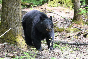 Obraz premium Black Bear by Tree
