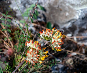 Anthyllis vulneraria subsp. pulchella, Fabaceae. A wild medicinal plant used in folk medicine.