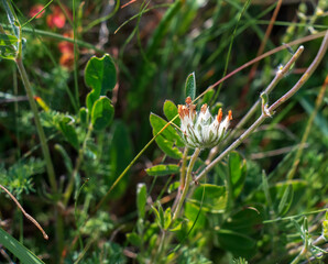 Bud grass, bud grass or crustacean Anthyllis vulneraria, growing in the meadow and flowering in summer with a spherical flower head with yellow-white petals