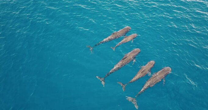 Aerial drone view of a family of pilot whales swimming close to the surface in crystal clear blue water, showing their sleek bodies and powerful natural movements. Wild ocean nature travel background