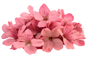  Peach blossom flowers, pink petals against a white background, high-definition photography