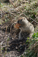 Ground squirrel holding and nibbling a piece of bread in its tiny paws. Wildlife, animal behavior, environmental impact of human food on nature