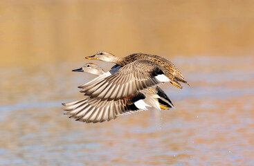 A pair of Gadwall ducks flying together in unison creating a beautiful wing display. Close up view.