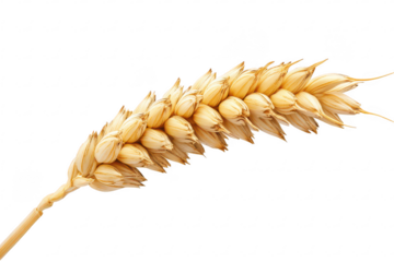 Single wheat ear isolated on transparent background