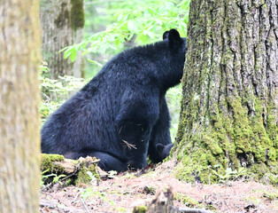 Black Bear by Tree