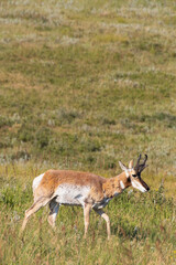 Pronghorn in a meadow