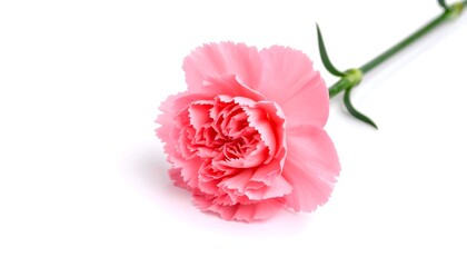 Single pink carnation on white background