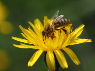 European Honey Bee (Apis mellifera)