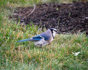 blue jay on the ground