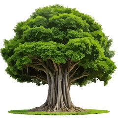Vector Illustration of a Majestic Banyan Tree