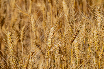 golden wheat field close up texture close up of golden grain in field