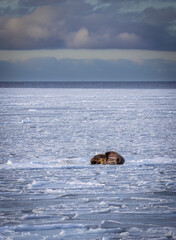 A walrus on the ice in Spitsbergen