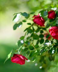 Close up of vibrant red roses in a garden with a blurry green background