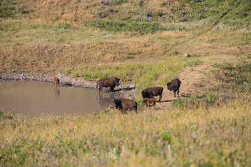 Bison herd at a watering hole