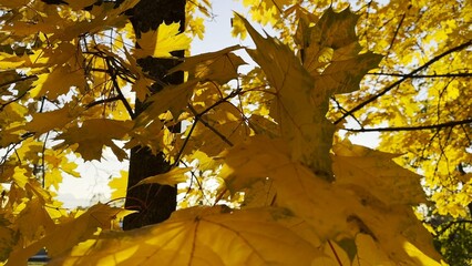 Golden maple leaves on tree branches gently swaying in the wind with sunlight at background. Lush...