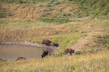 Bison herd at a watering hole
