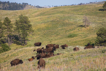 American bison herd grazing in a meadow
