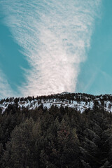 Donde el cielo nace del bosque