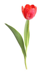 One beautiful pink tulip isolated on white