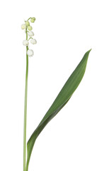 Beautiful fragrant lily-of-the-valley flowers isolated on white