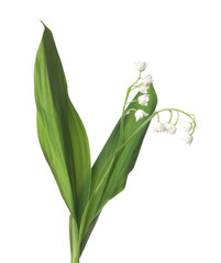 Beautiful fragrant lily-of-the-valley flowers isolated on white