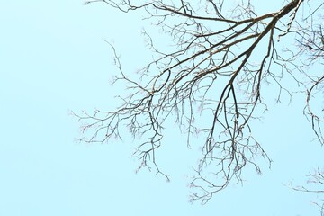 Tree with bare branches under blue sky, bottom view