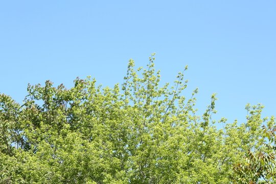 Tree branches with green leaves under blue sky, low angle view