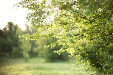 Beautiful tree with green leaves in park