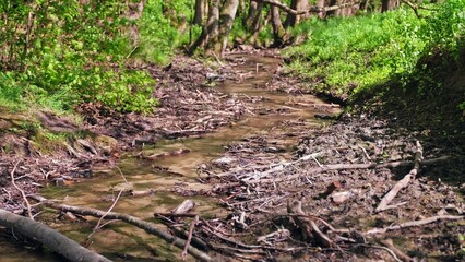 Shallow Forest Creek Stream with Crystal Clear Water