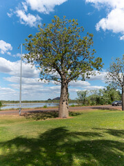 Foliage on Baobab , or baob, tree