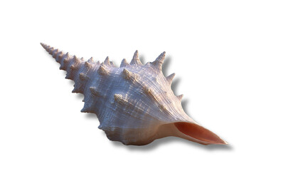Obraz premium Elegant white conch seashell with pointed spikes isolated on transparent background