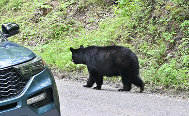 Black Bear on the Road