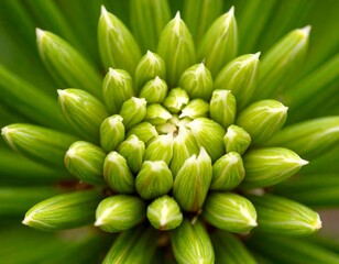 Fototapeta premium Close-up of a young pine cone