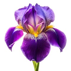 Purple Iris On White Background