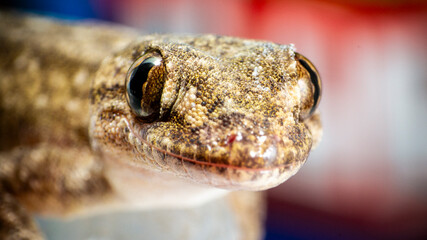 small gecko or lizard of brown tones, close-up image