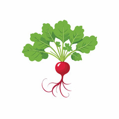 Flat Red Radish Vector