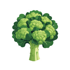 broccoli on a white background