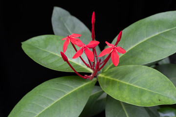 Red Flowers Blooming 