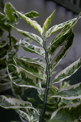 Dark and Light Green Leaves (Pedilanthus)