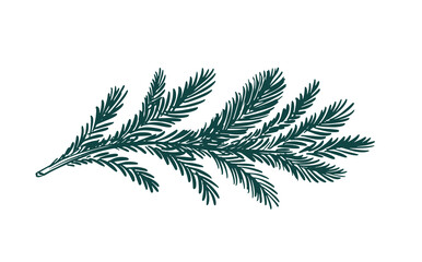 Green fir branch on a white background hand drawn  © Olesya