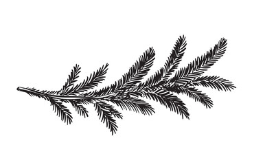 Black fir branch on a white background hand drawn	