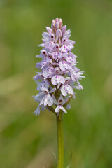 Close up of a heath spotted orchid (dactylorhiza maculata) flower