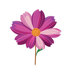 pink daisy isolated on white