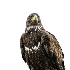 Fototapeta premium american bald eagle