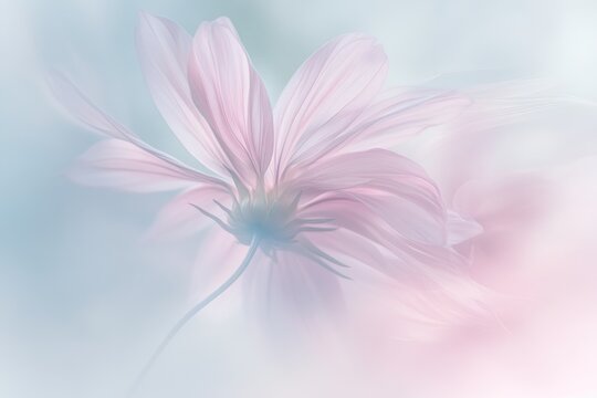 Delicate pink cosmos flower, soft pastel tones