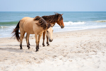 Wild ponies standing by the ocean at Assateague Island, Maryland
