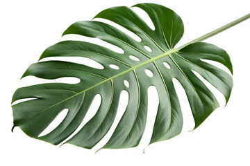green leaf isolated on white background