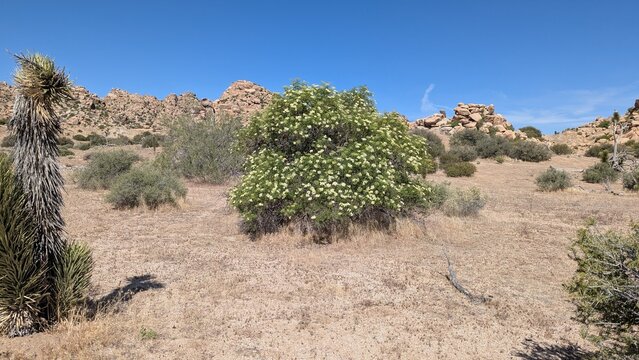 Blue elderberry tree shrub blooming in the mojave desert california