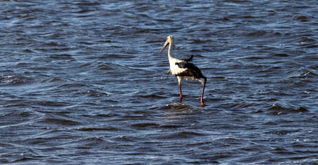 Maguari Stork walking at sunset in Laguna de Rocha, Uruguay.	