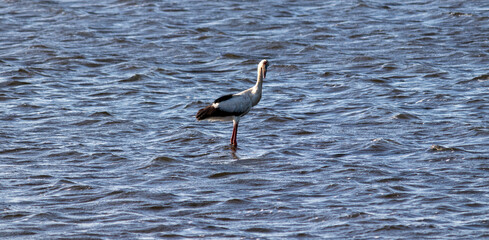 Maguari Stork walking at sunset in Laguna de Rocha, Uruguay.	
